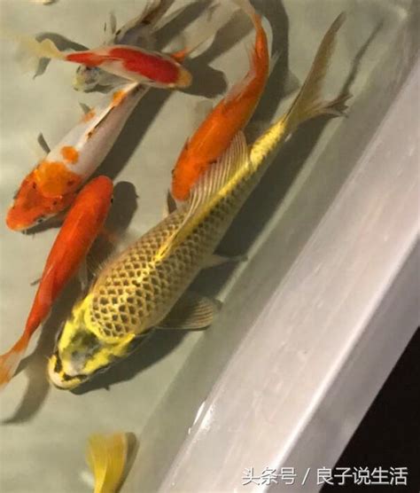 可以跟金魚混養的魚|【金魚 混養】金魚混養超實用攻略：種類盤點、適合混養品種推。